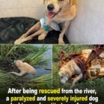 Paralyzed and Pulled From a River, Brodick Fought for His Life—But…