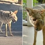 California Wildlife Organization Asks for Help Finding and Treating Viral Coyote With a Facial Growth
