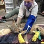 A Mysterious Coyote With a Huge Growth on Her Face Has Gone Viral