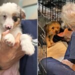 86 DOGS AND 2 KITTENS RESCUED IN MISSOURI ❤️🐾