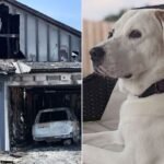 Alabama Woman Says One Strange Behavior from Her Dog Saved Her Family from a Devastating Lightning Storm Fire (Exclusive)
